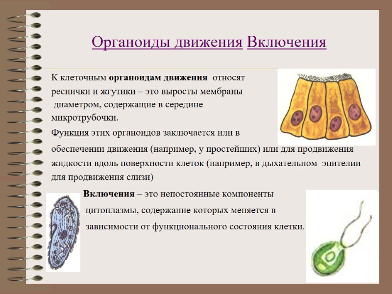 Органоиды движения Включения  К клеточным органоидам движения  относят   реснички и